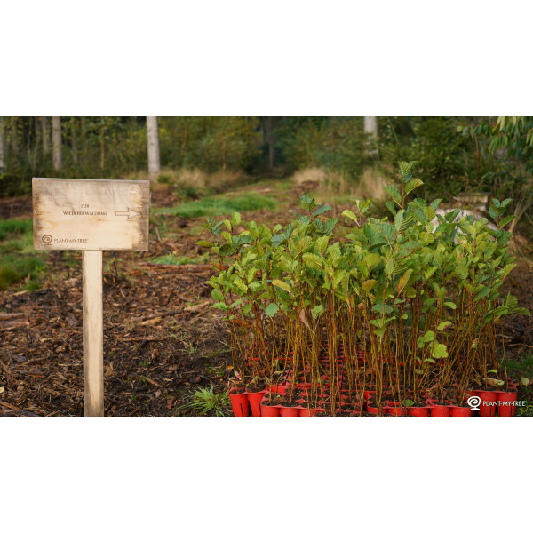 Gemeinsam mit PLANT-MY-TREE® - LapTree &amp; PLANT-MY-TREE® – Nachhaltigkeit bei jedem Refurbished-Laptop