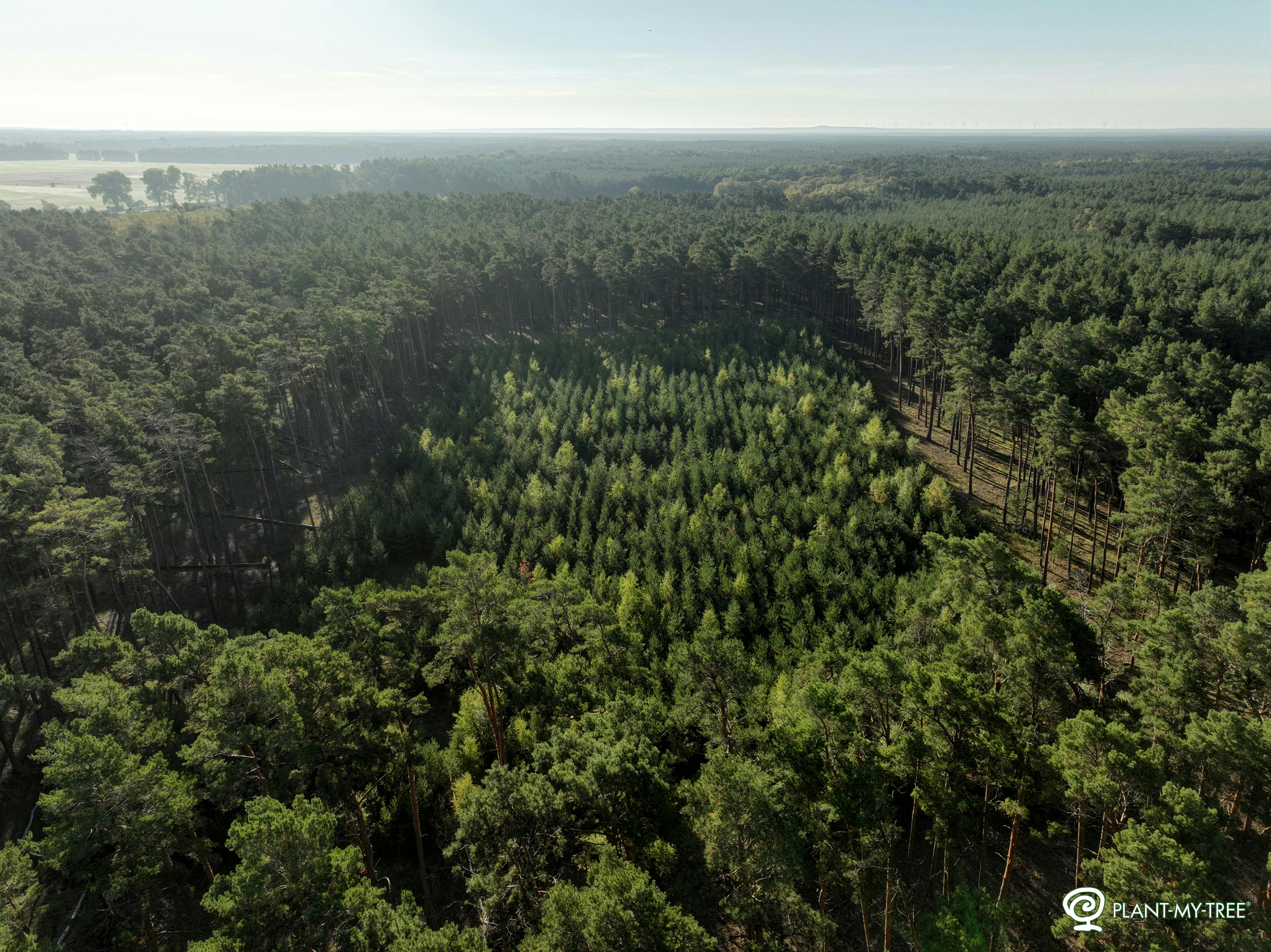 Neuer Wald aus der Drohnenperspektive