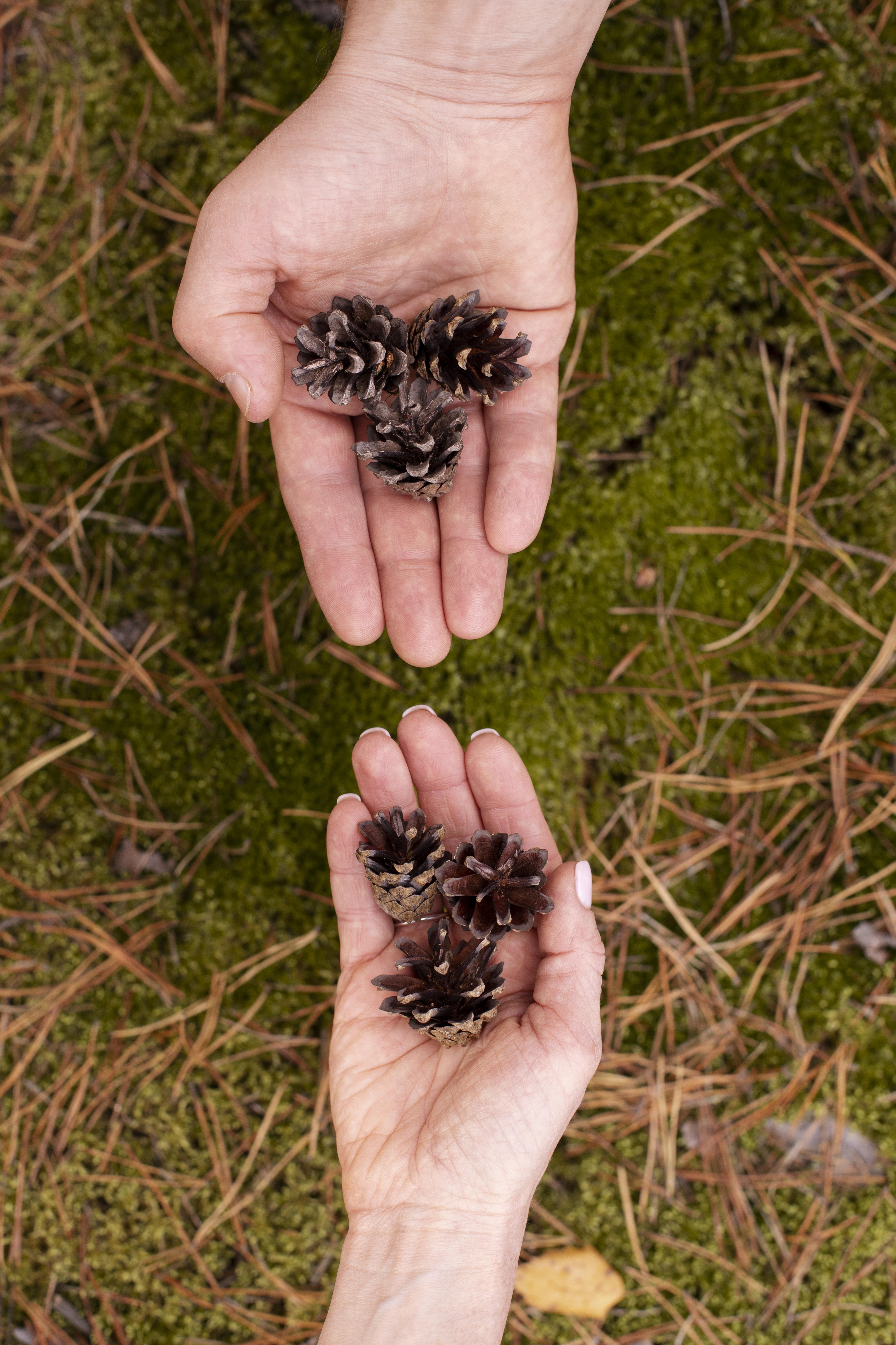 Nachhaltigkeit und Natur – LapTree Konzept
